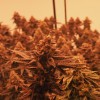 Diplomatura Cannabis